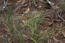 Lomandra laxa