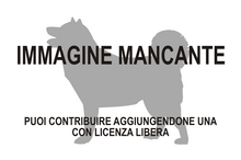 Immagine di Ectypodus mancante