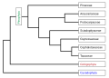 Image 51Phylogeny of the Pinophyta based on cladistic analysis of molecular data. (from Conifer)