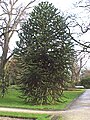 Monkey puzzle trees are popularly grown as ornamental trees.