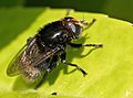 Infraorden Muscomorpha, familia Syrphidae, Merodon equestris