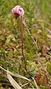 Canneberge (Vaccinium oxycoccos)