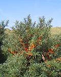 Thumbnail for Hippophae rhamnoides