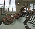 Styracosaurus