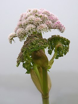 אנג'ליקה מהמין angelica sylvestris מכסה את האי לונגה