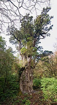 Cây Jōmon Sugi tại Yakushima, Nhật Bản