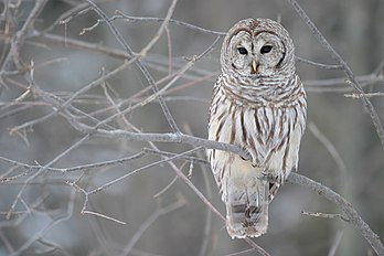 Une chouette rayée (Strix varia). (définition réelle 3 072 × 2 048*)