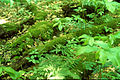 Image 43Downed wood replenishes topsoil as it decays. (from Old-growth forest)