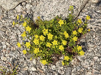 Saxifrage faux Orpin (Saxifraga aizoides), saxifragacée des hautes montagnes d'Europe et d'Amérique du Nord. (définition réelle 2 133 × 1 600)