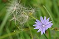 English: Wild chicory (Cichorium intybus).