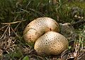   Common Earthball (Scleroderma citrinum)