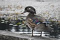 Uma fêmea de pato-carolino.