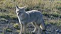 Chilla Fox, common in the region