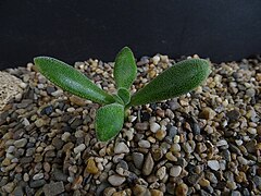 Crassula anso-lerouxiae ✓