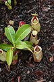 N. ampullaria × N. rafflesiana