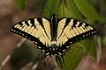 Image 26A tiger swallowtail butterfly (Papilio glaucus) in Shawnee National Forest. Photo credit: Daniel Schwen (from Portal:Illinois/Selected picture)