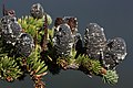 Image 8Pinaceae: unopened female cones of subalpine fir (Abies lasiocarpa) (from Conifer)