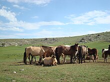 Groupe de juments de toutes les couleurs attachées à un poteau près de leurs poulains.