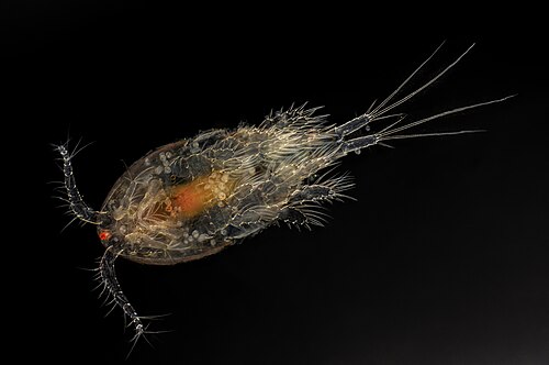 Aerjalgne Copepoda