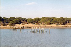 Doñana.