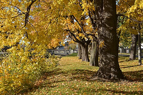 Trees in Jindřichov, Czech Republic