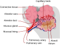 Thumbnail for Pulmonary alveolus