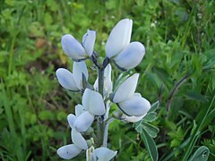 תורמוס תרבותי (Lupinus albus)