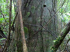 Lower trunk with conspicuous lenticels