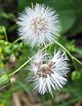 Senecio vulgaris