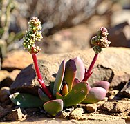 Crassula clavata ✓