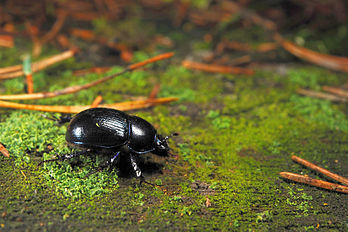 Un géotrupe des bois (Anoplotrupes stercorosus), coléoptère géotrupidé d'Europe (commune de Laekvere, en Estonie). (définition réelle 3 303 × 2 202)