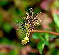 Bidens pilosa