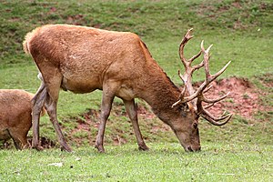 Ruadhirsk (Cervus elaphus)