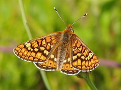 Damier de la succise (Euphydryas aurinia)