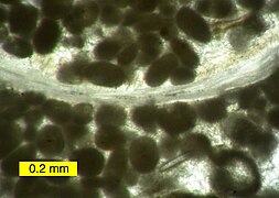 Carboniferous peloids