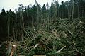 Windthrow in a forest in Arenbachtal, Baden-Württemberg, after the storm.