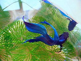 Betta splendens