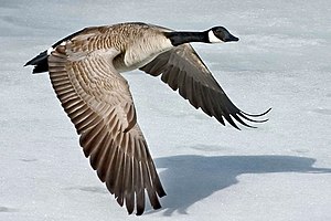 Kanadagus (Branta canadensis) LC - least concern (ei trüüwet)