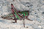 Decticus verrucivorus