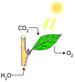 Kolorowy schemat przebiegu fotosyntezy. W centralnej części ilustracji znajduje się fragment łodygi rośliny z zielonym liściem, w prawym górnym rogu schematycznie przedstawiono Słońce i docierającą z niego do liścia energię w postaci światła. Zaznaczone związki chemiczne biorące udział w procesie to woda, dostająca się do łodygi z dołu, dwutlenek węgla wchłaniany przez liść od góry, oraz wydostający się z niego u dołu tlen.