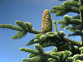 Jedle (Abies procera)