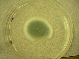 Penicillium digitatum