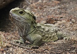 Tuatara, Sphenodon punctatus