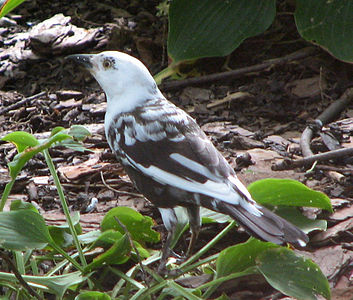 Leucistic common grackle (Quiscalus quiscula)