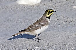 Havasi fülespacsirta (Eremophila alpestris)