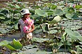 Nelumbo nucifera