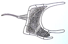 Croquis de fossile de Cothurnocystis (groupe des Cornuta).