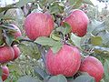 Malus, cultivarietas 'Fuji'.