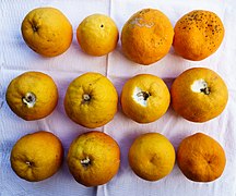 Bitter oranges (Citrus × aurantium) are used for marmalade.