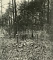 Skulls remaining on the field and trees destroyed at the Battle of the Wilderness, 1864.